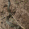 Iberian Grass Snake