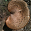 Dryad's saddle or Pheasant's back mushroom