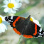 The red admiral