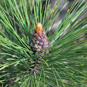 Red Norway Pine