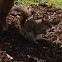 Easteren Gray Squirrel