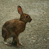 Snowshoe Hare -  Lièvre d'Amérique 