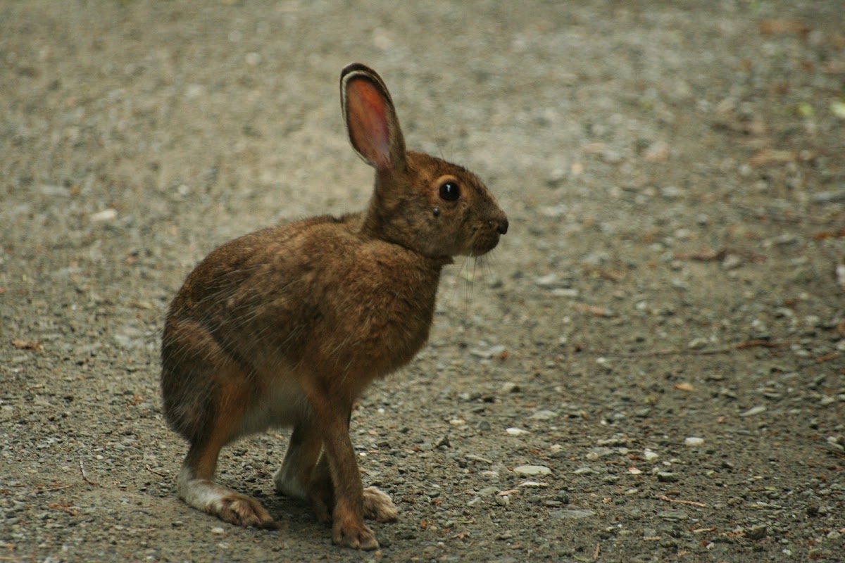 Snowshoe Hare -  Lièvre d'Amérique 