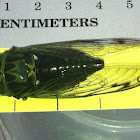 Green Annual Cicada -