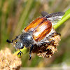 Escarabajo japonés. Japanese beetle