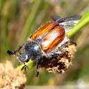 Escarabajo japonés. Japanese beetle
