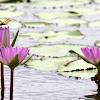 Pink Tropical Water Lilies