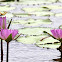 Pink Tropical Water Lilies