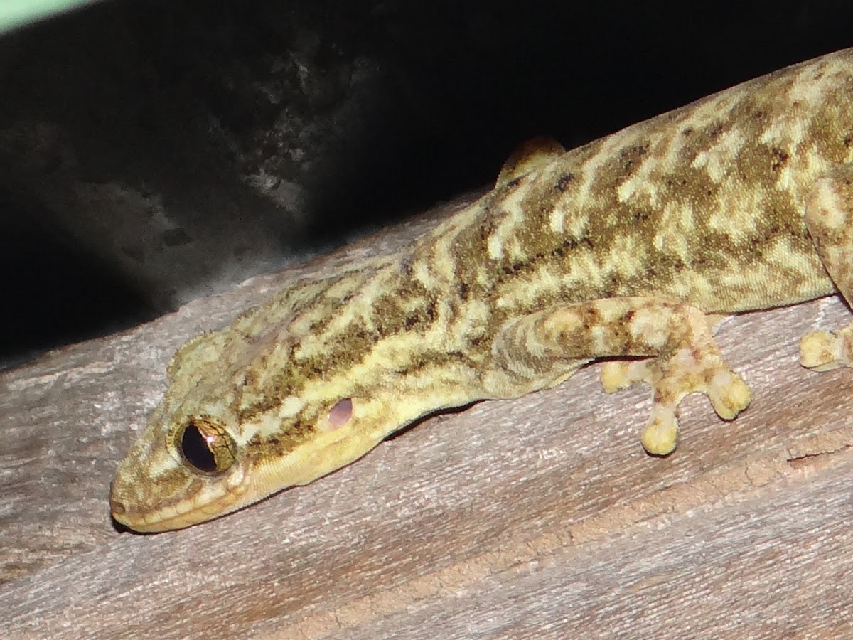 Unknown Gecko