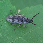 Soft-Bodied Plant Beetle