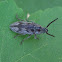 Soft-Bodied Plant Beetle