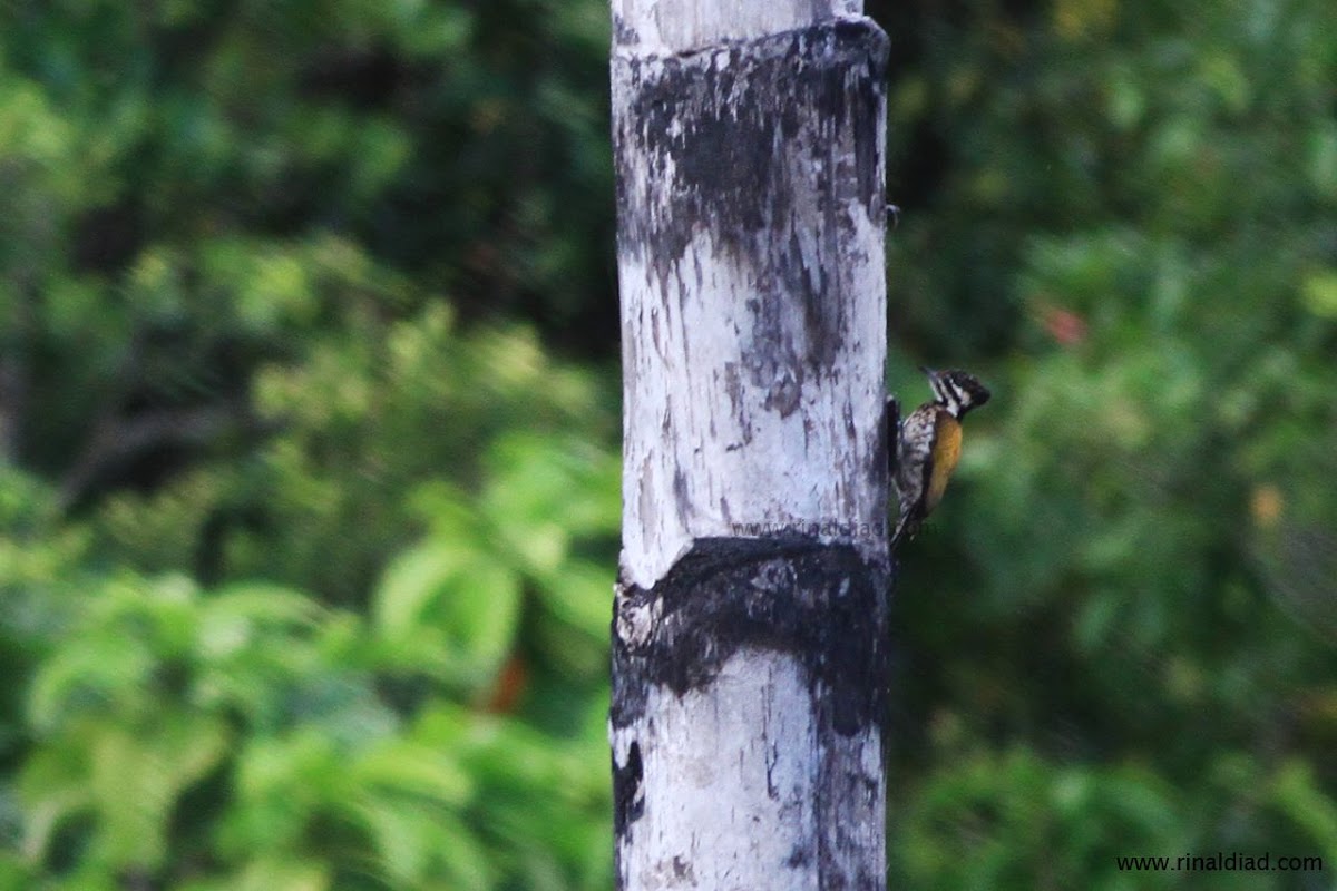 Sumatran White-naped Woodpecker