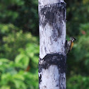 Sumatran White-naped Woodpecker