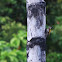 Sumatran White-naped Woodpecker