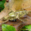 Lichen mimic katydid (female)