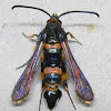 Florida Oakgall Moth