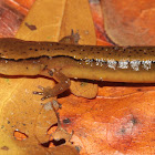 Southern Two-lined Salamander