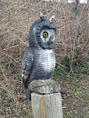 Owl in the Park