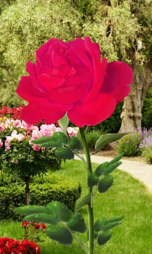 Rose Blooming Live Wallpaper