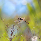 Unknown Dragonfly