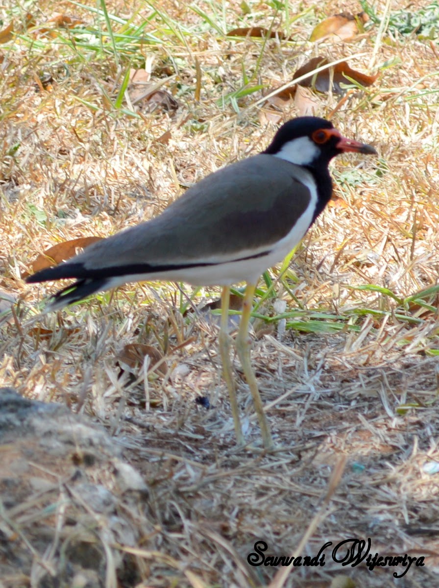 Red wattled lapwing