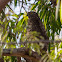 Collared sparrowhawk