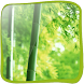 Bamboo Forest in 3D (PRO)