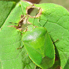 Green Stinkbug and Nymph