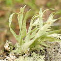Cartilage Lichen
