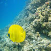 Blue-cheeked butterflyfish