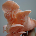 Pink Flamingo Oyster Mushroom