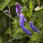 Vetch