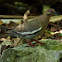 White-winged Dove