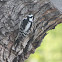 Downy woodpecker (Female)