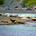 California sea lion