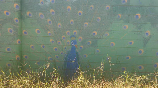 Blue Peacock Mural
