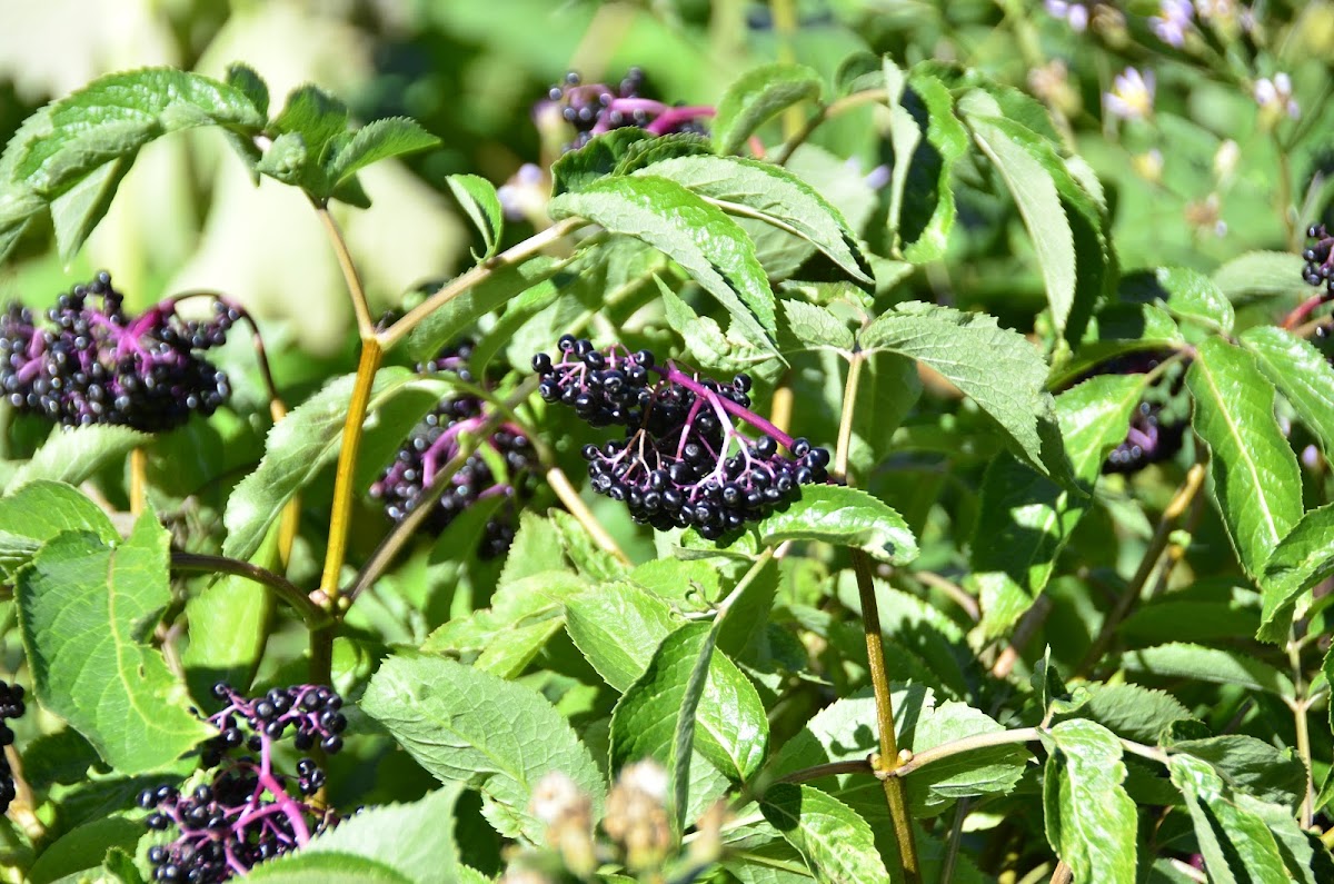 Black Elderberry Project Noah