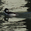 Bufflehead Duck (female)