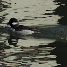 Bufflehead Duck (female)