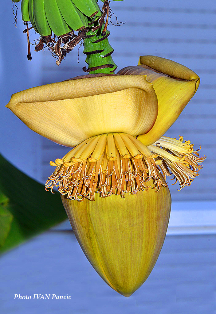 Как выглядит цветок банана Banana flower Project