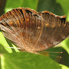 Brown Pansy or Brown Soldier  Butterfly
