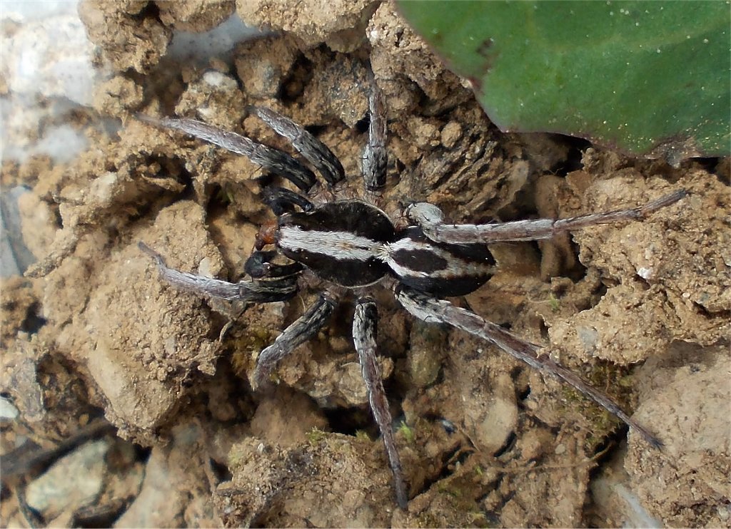 Wolf spider