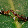 Carpenter Ant and Mealybug