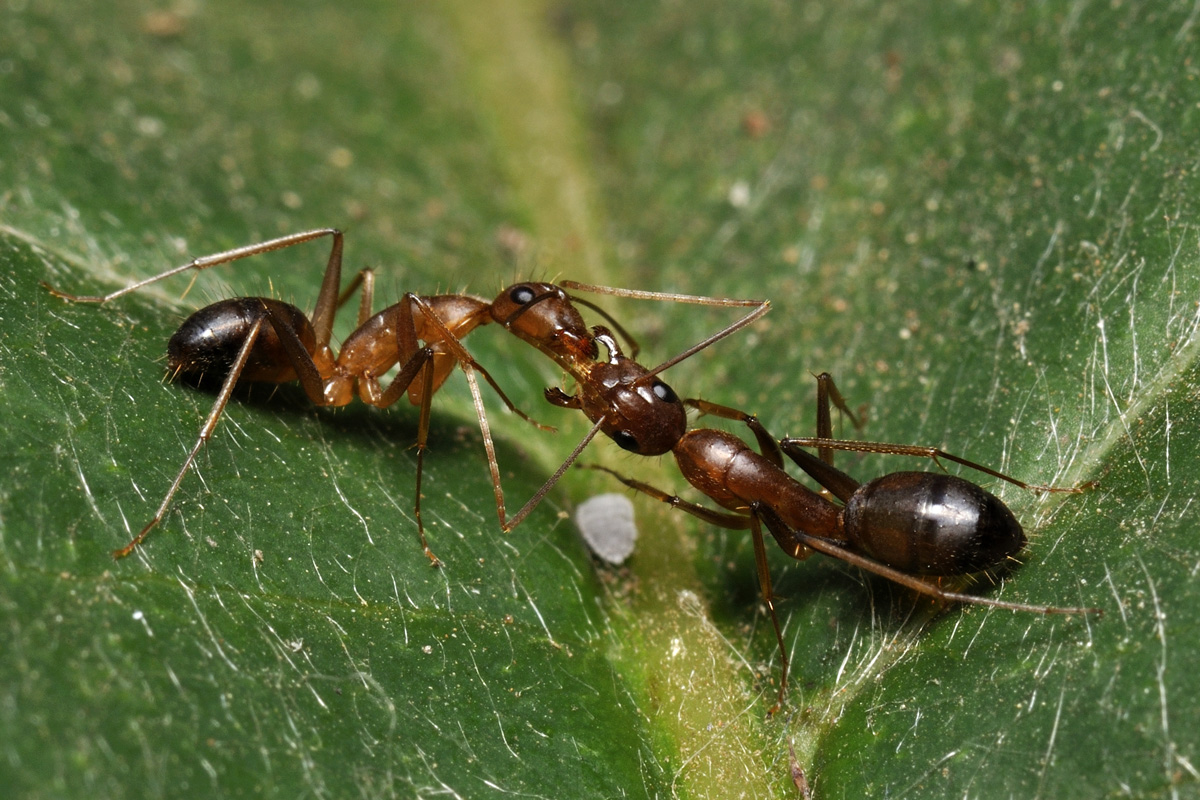 Carpenter Ant and Mealybug