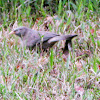 Yellow-billed Babbler