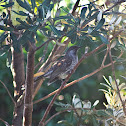 Little Wattlebird