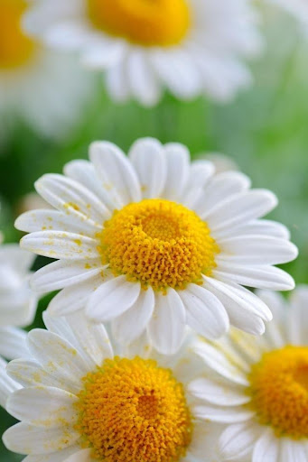 Daisy Flower Live Wallpaper