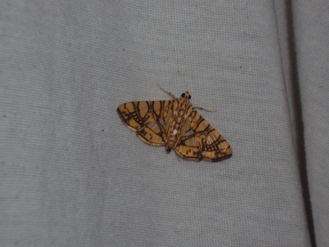 Copper Moth
