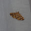 Copper Moth