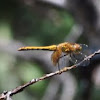 Western Band wing meadowhawk